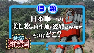 日本唯一の美し松の自生地が滋賀にあります。それはどこ？：クイズ滋賀道