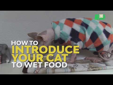YouTube video about: How to get my cat to eat wet food?