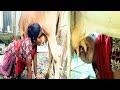 হাতে পানিয়ে গাভীর দুধ খেয়ে পেট ভরে গ