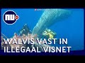 Italiaanse kustwacht bevrijdt walvis uit illegale visnetten | NU.nl