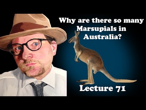Lecture 71 Why are there so many Marsupials in Australia?