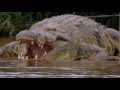 African Nile Crocodile Part 02 HD 1080p