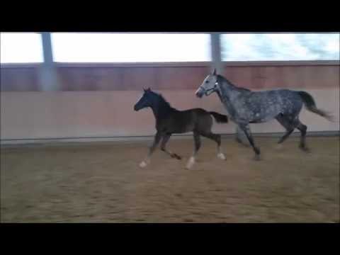 *2016 Hengstfohlen von Coupie / Con Spirit