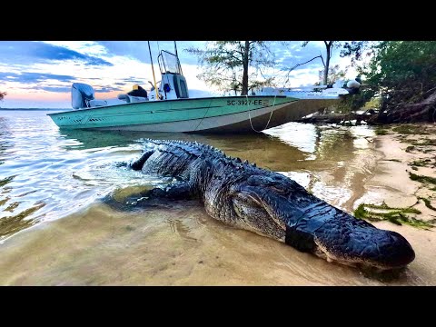 Fishing for GIANT Gators!! {Gator Catch n' Cook}