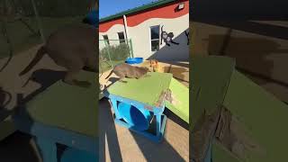 Video preview image #1 Redbone Coonhound-Rhodesian Ridgeback Mix Puppy For Sale in Westwood, NJ, USA