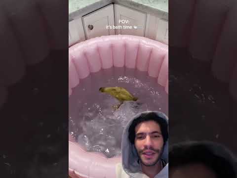 Retour du canard #asmr #asmrsounds #satisfying #animals #animalshorts #duck #canard