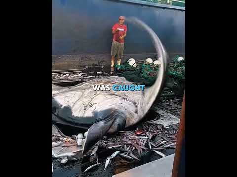 This Manta Ray Made Him an Ocean Hero! #animals #usa
