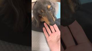 されるがままのネルくん🐶 #ミニチュアダックスフンド #癒し #田舎暮らし