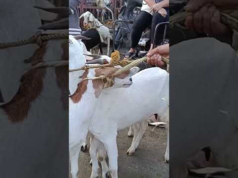 , title : 'anglo nubian breed #localfarm #localfarm #viral #livestock #animals #goat'
