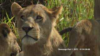 Okavango : Buffalo Hunt