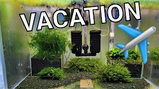 Leaving your SHRIMP TANK when on VACATION