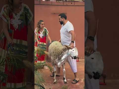 تتمة الفيديو على الرابط https://youtu.be/OWTpH9ha6y8?si=gkGxKtLuZch0hUnt