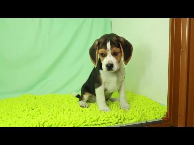 ブリーダー/ショップマロニエケンネル MARRONNIER KENNELのビーグルで番号が2998です