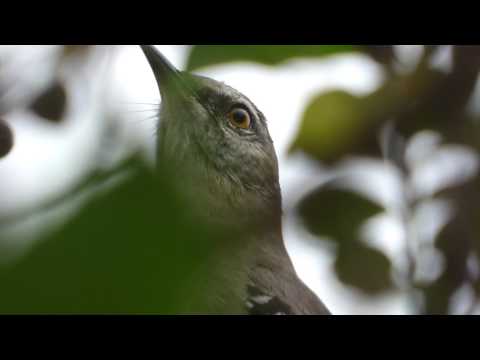 nature in my backyard episode 225 (HD)