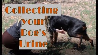 How to Collect a Urine Sample from a Dog
