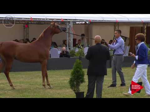 N.47 WORONIN - Radom 2017 - Yearling Colts (Class 4B)