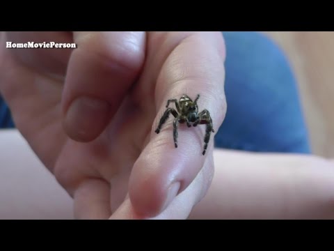 Jumping Spider - Hyllus Diardi 04.12.2016