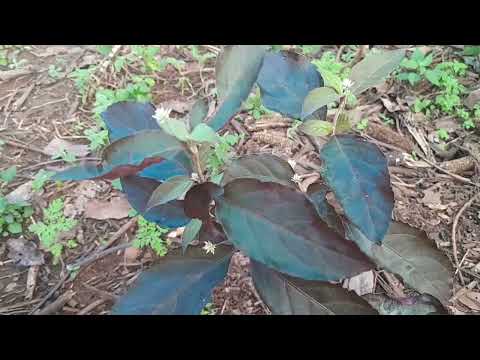 Terramicina (Alternanthera brasiliana)