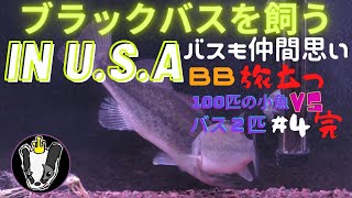 ブラックバスを飼う in U.S.A BB容態が急変しKBの看病もむなしく旅立つ　１００匹小魚VSバス２匹＃４完結
