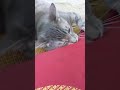 Grey Tabby Cat Handling With Red Pillow Shorts