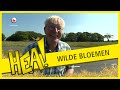 Zaad van wilde bloemen | HEA!