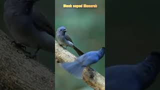 Download lagu Rayuan burung Kehicap Ranting #shorts mp3 Download lagu Rayuan burung Kehicap Ranting #shorts mp3