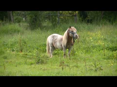 Sequestro preventivo a Borgo a Buggiano
