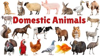 DOMESTIC ANIMALS | Learn Domestic Animals Names For Children, Kids And Toddlers #animals #domestic