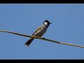 White Eared Bulbul Serenade Calming Nature Sounds To Soothe Your Mind And Soul 1 Hour