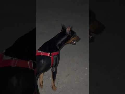 Doberman #doberman #dogloversdog #bestdogbreeds #stronger