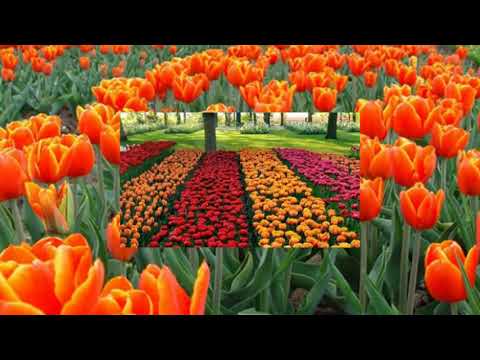 COLOR  ME  IN  -  (Tommy Ljungberg)