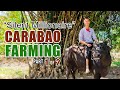 AMAZING CARABAO FARMING | SILENT MILLIONAIRE: 23 Y/O, KUMIKITA NG 100K PER MONTH SA GATAS NG KALABAW