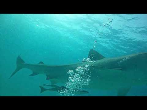 Tigerhai und Zitronenhai - GoPro