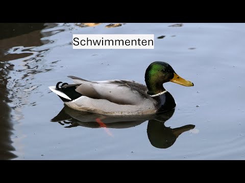 Schwimmenten - 10 Arten kurz beschrieben