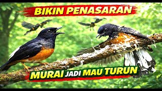 Download lagu SUARA PIKAT MURAI BATU PALING AMPUH PANGGIL KENCANG AGAR MAU TURUN SEMUA !! mp3