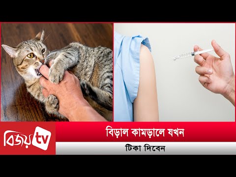 বিড়াল কা'ম'ড়া'লে যখন টিকা দিবেন | Bijoy TV