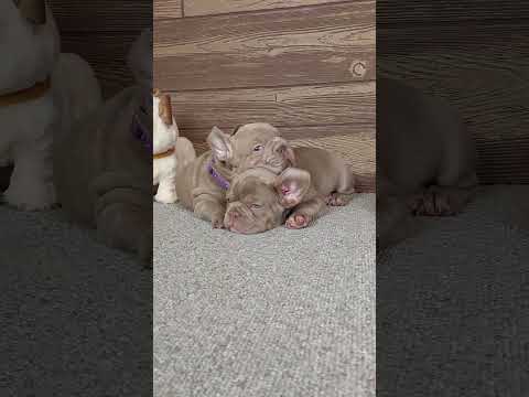 Video 1