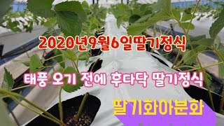 2020년 김제딸기 스마트팜 딸기코빨강코 정식 전 화아검경 브이로그