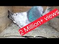 Pigeon sound
