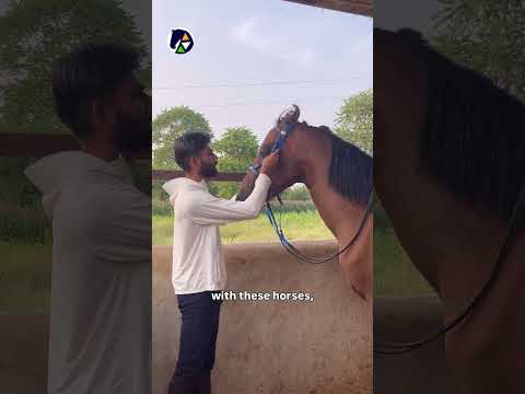 Join us in this journey. Comment down if there’s any queries! #horse #marwarihorse #ishel