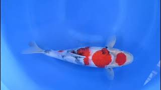 video van Maruten Showa 2311014