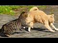 Cats Fighting Real Angry Cats Fight