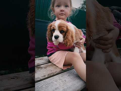 Cavalier King Charles Spaniel puppy for sale