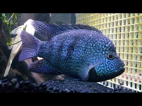 Watch Video on YouTube