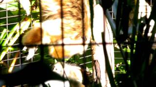 Monkeys just Hanging Around