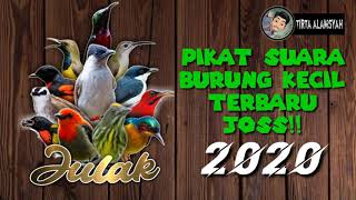 Download lagu Suara pikat burung kecil terbaru 2020 ampuh mp3 Download lagu Suara pikat burung kecil terbaru 2020 ampuh mp3