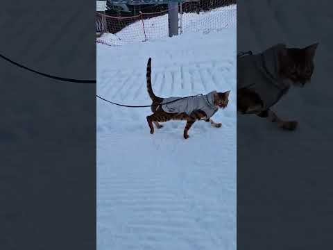 walk with bengal in the mountains🐆 #adventure #bansko #bulgaria #bengal #bengalcat #balkan #mountain