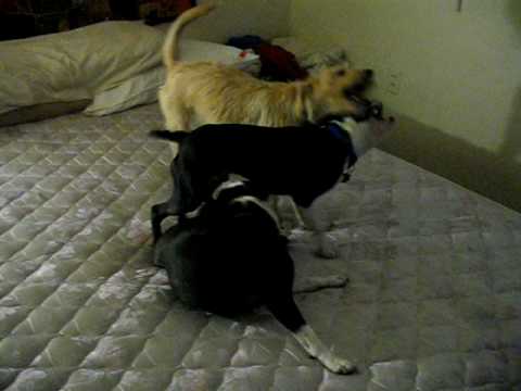 Now Playing... Noshi and Benson (blue collar)