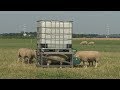 Schapen krijgen verkoeling onder enorme parasol