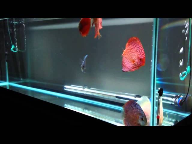 Discus fish tank Sit back and relax   Watch in HD